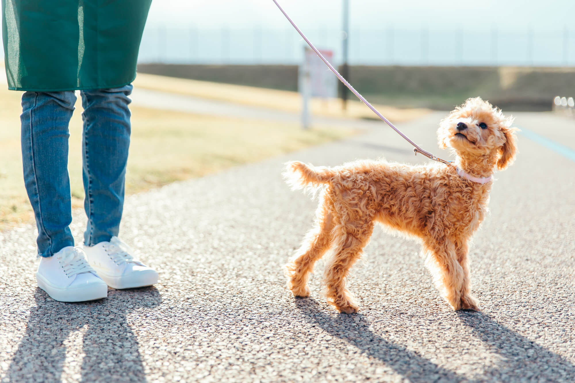 犬用のショルダーリードとは？